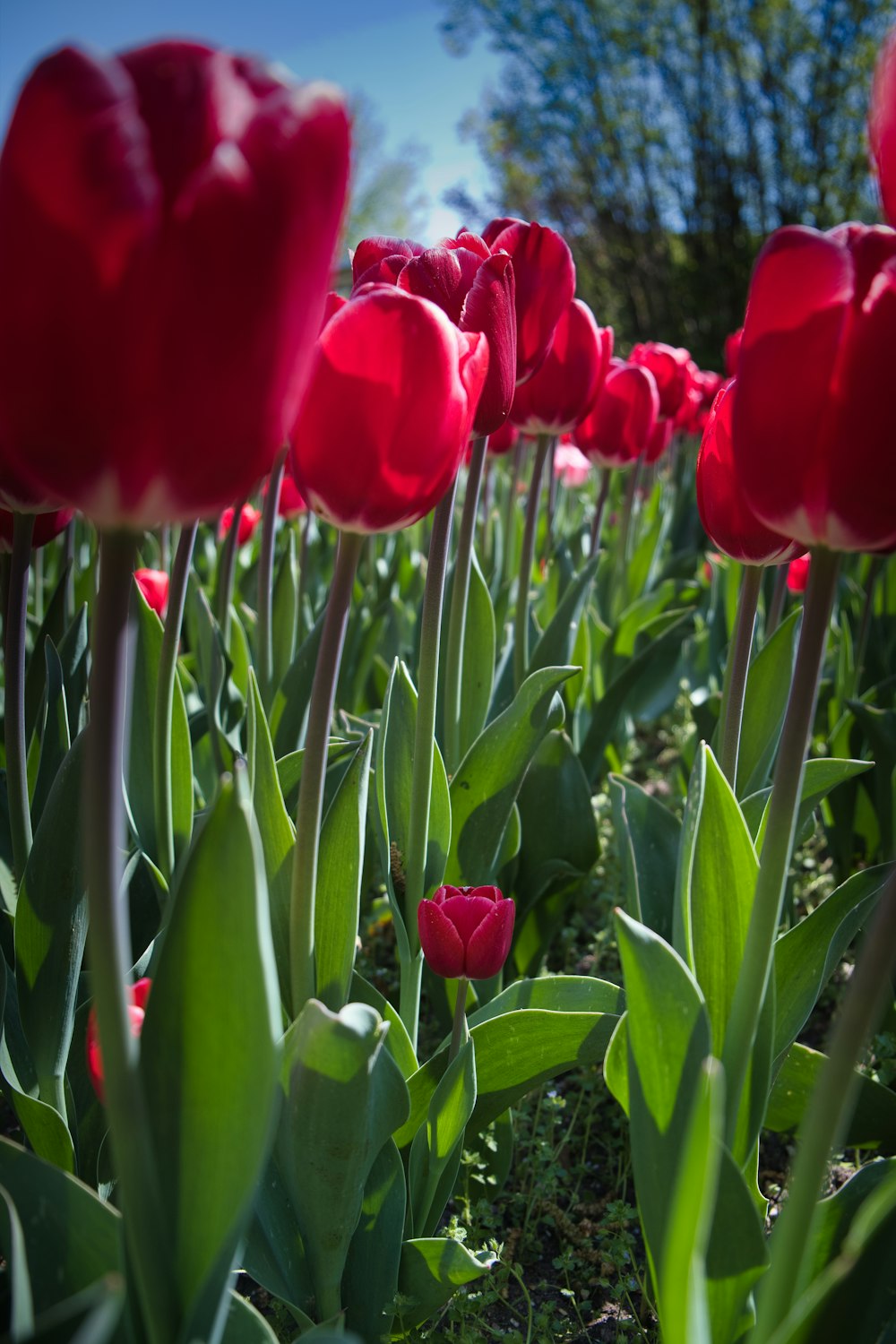 Un grupo de flores rojas