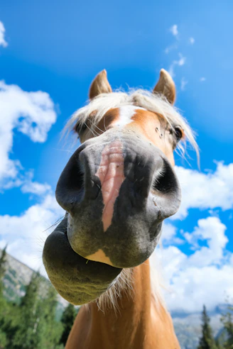 a horse with its tongue out