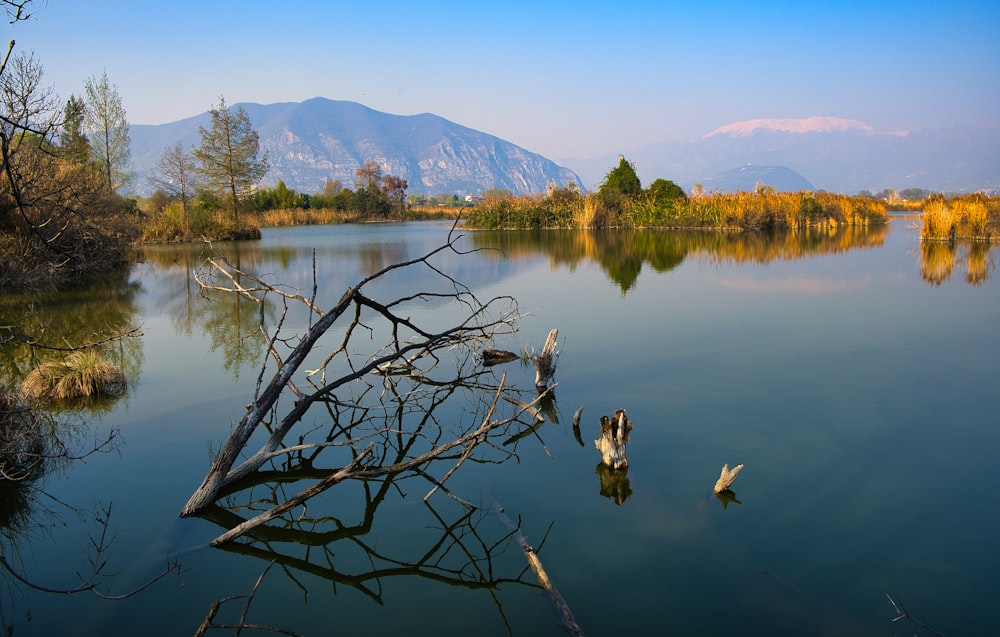 a lake with a tree branch