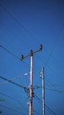 A network of power lines extends across a clear blue sky, supported by wooden poles with insulators. The wires intersect and connect at various points, creating a complex pattern against the backdrop.