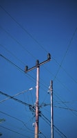 A network of power lines extends across a clear blue sky, supported by wooden poles with insulators. The wires intersect and connect at various points, creating a complex pattern against the backdrop.