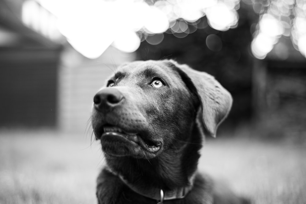 a dog with a flower on its head