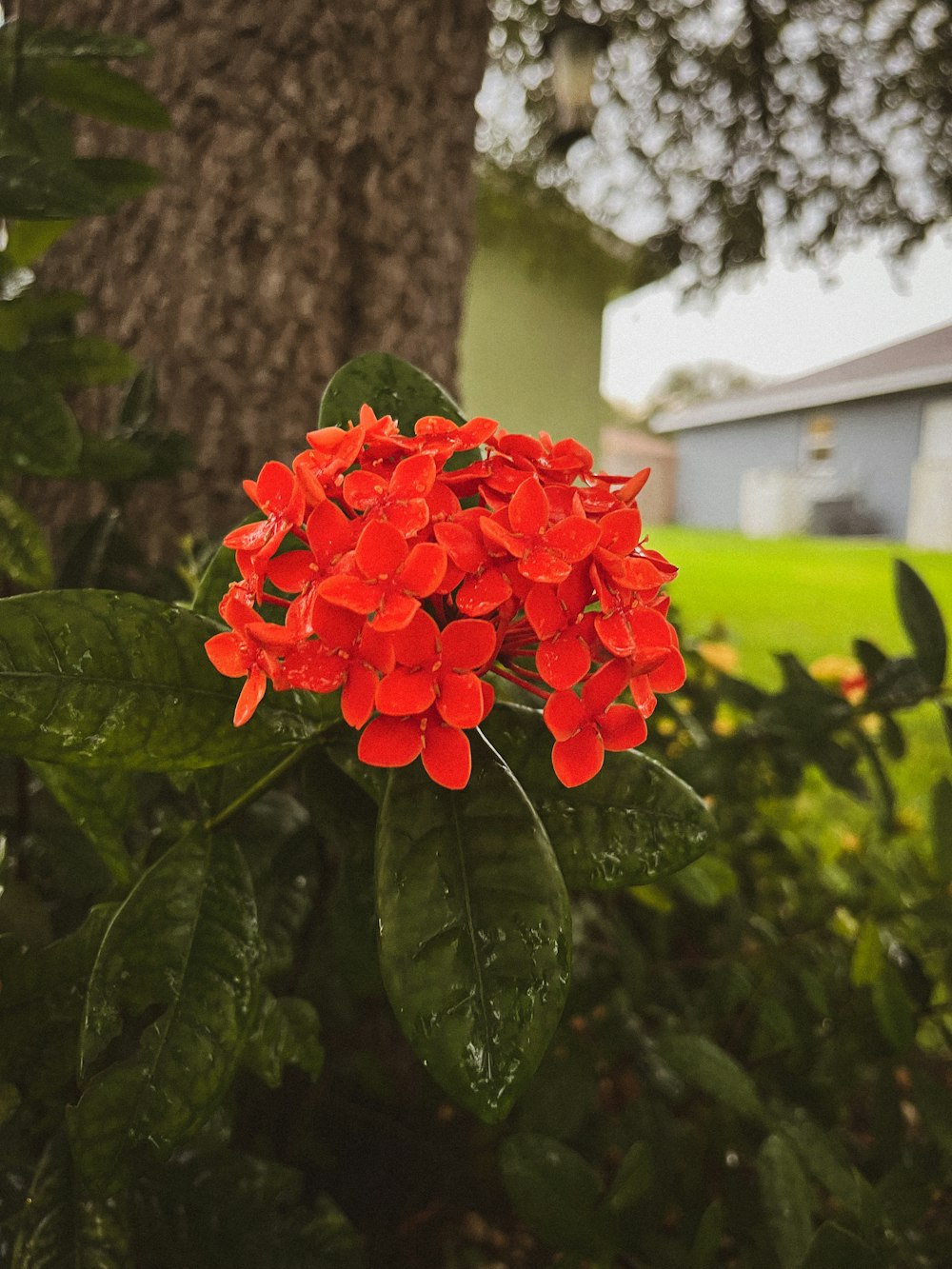 a red flower in a vase