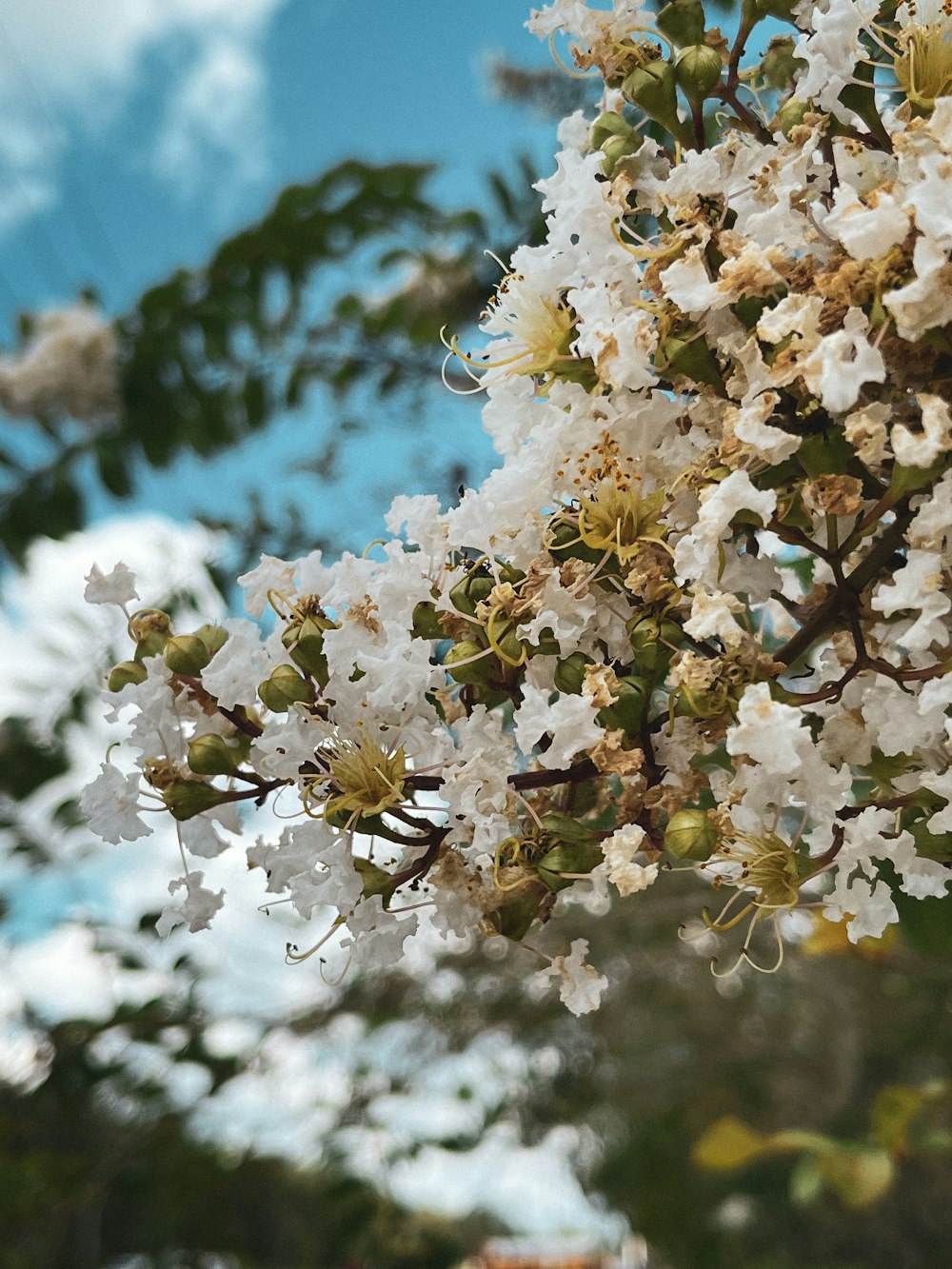 a close up of white flowers