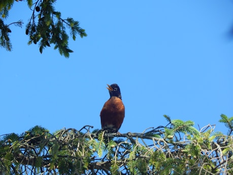 A bird with a dark head and reddish-brown body perches on a branch, surrounded by green foliage and set against a clear blue sky. The bird appears to be singing or calling out, creating a serene and natural setting.