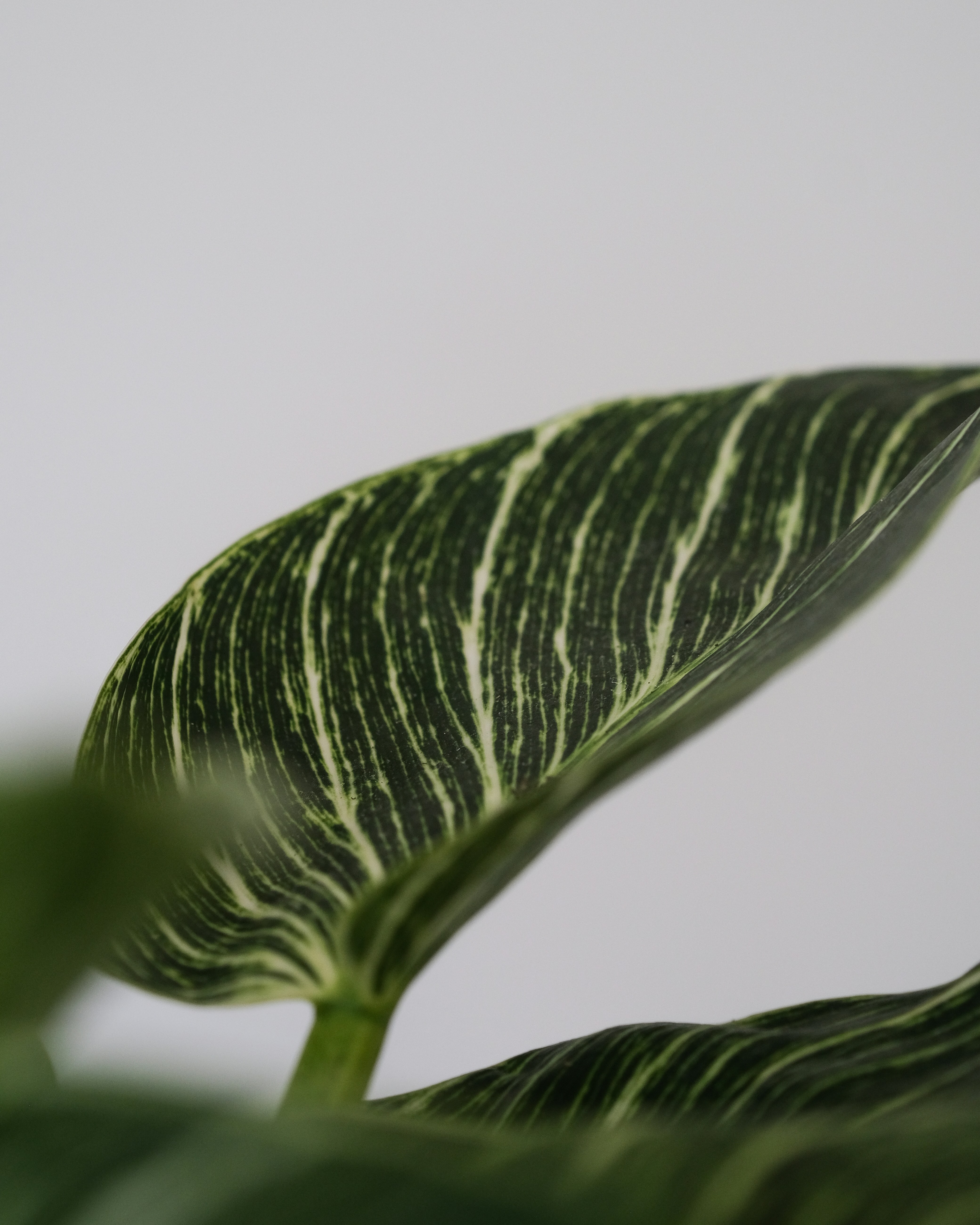 Photo by feeypflanzen