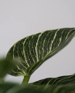 a close-up of a green leaf