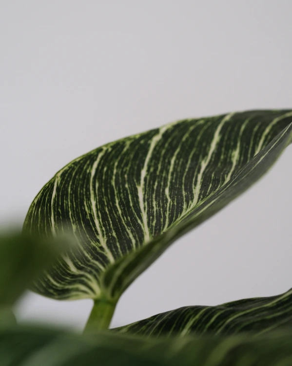 a close-up of a green leaf