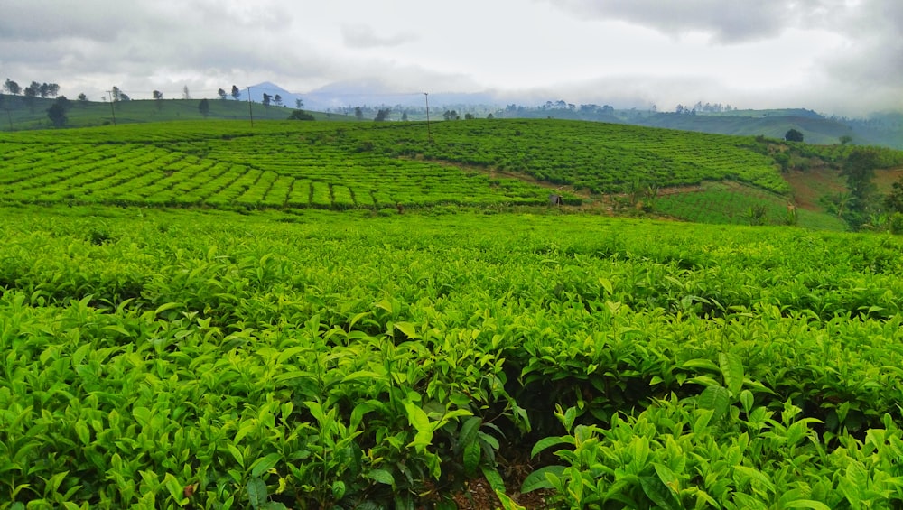 a field of green plants