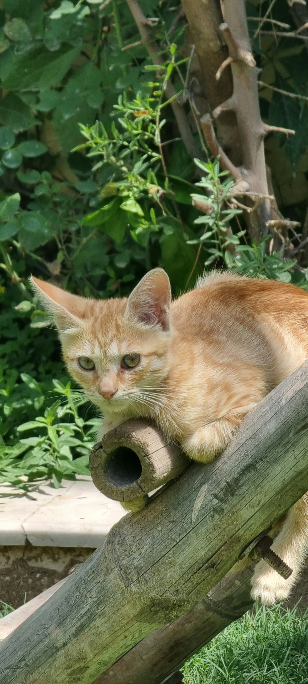 a cat sitting on a log