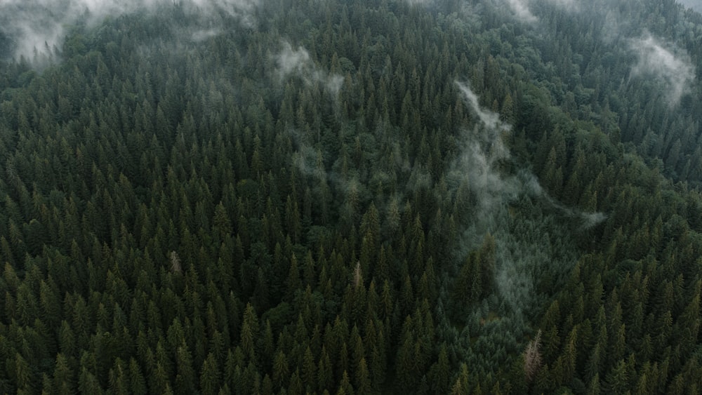 a forest of trees