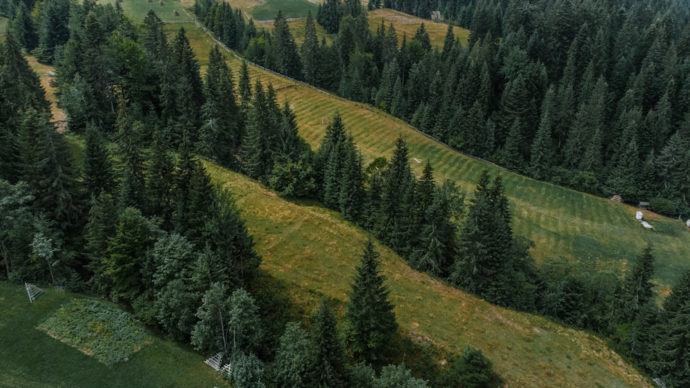 a landscape with trees and grass