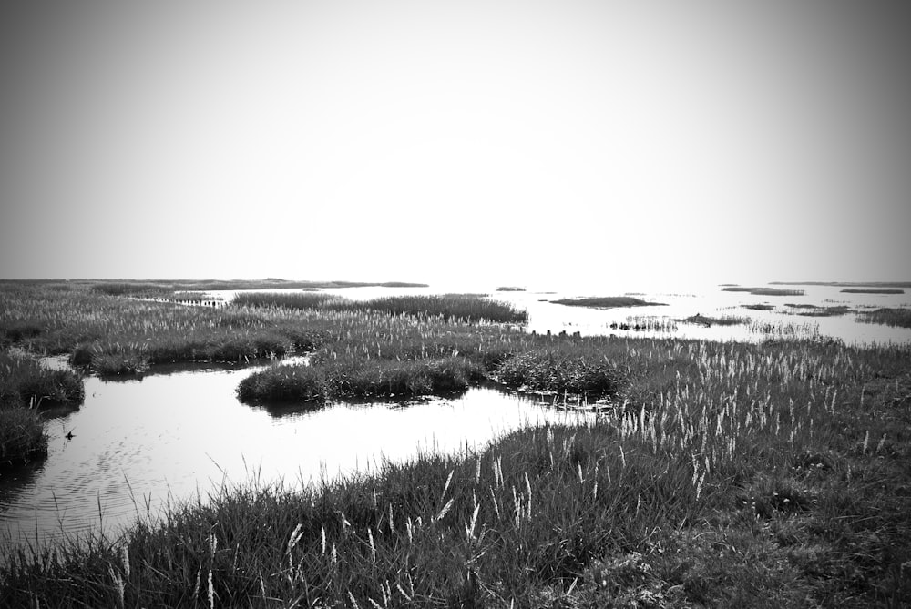 a body of water with plants and land in the background