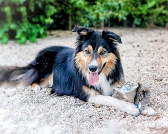 A fluffy dog with a black and tan coat lies on gravel, panting with its tongue out. It holds a piece of torn fabric and cardboard in its paws. The background features green foliage, giving a natural outdoor setting.