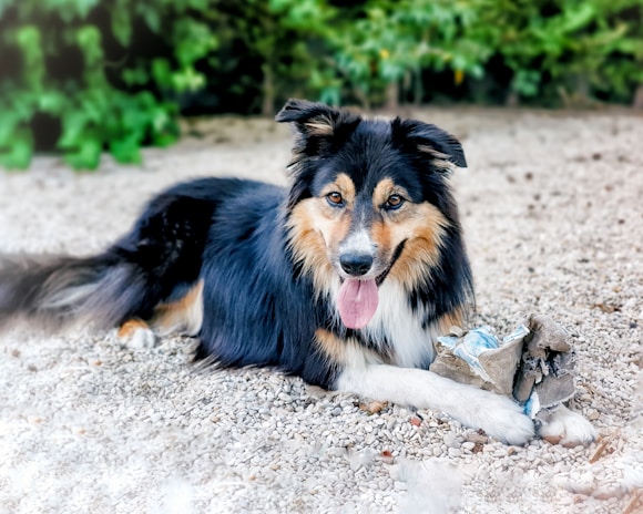 A fluffy dog with a black and tan coat lies on gravel, panting with its tongue out. It holds a piece of torn fabric and cardboard in its paws. The background features green foliage, giving a natural outdoor setting.