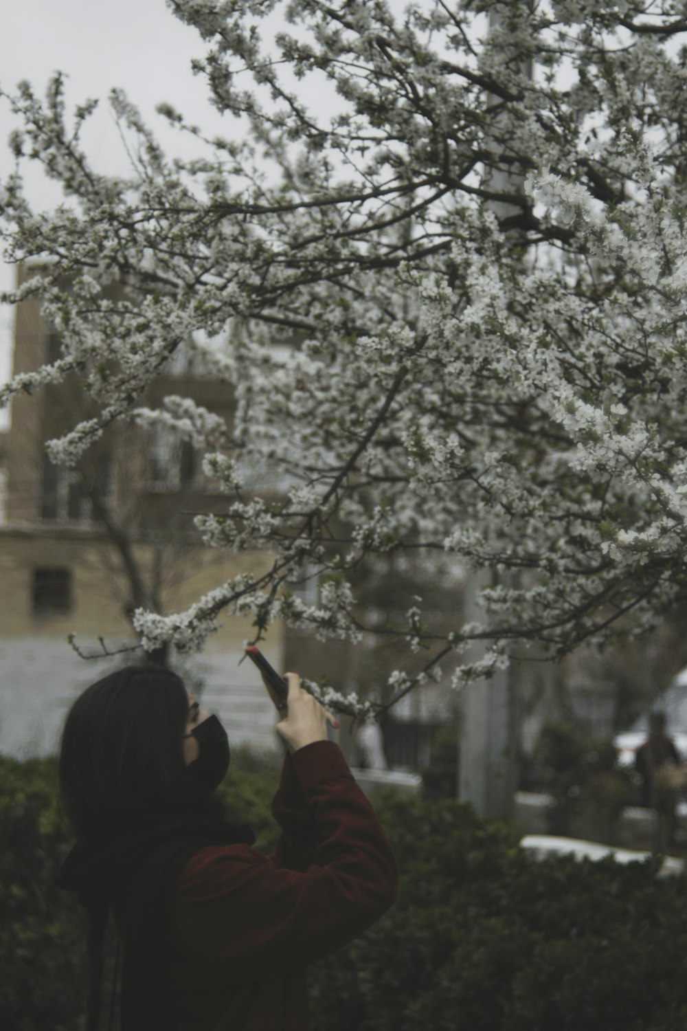 a person taking a picture of a cherry blossom tree