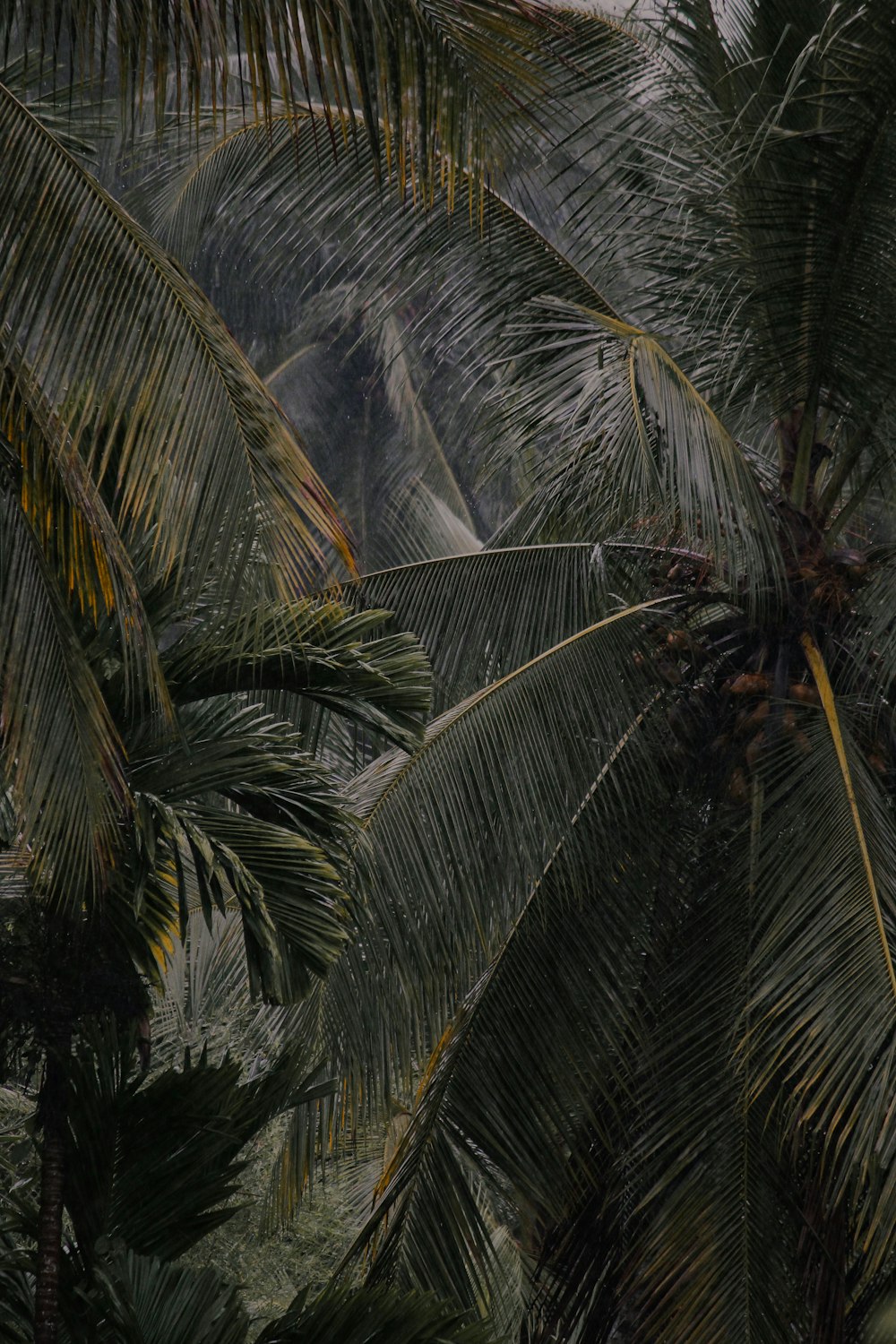 a group of palm trees