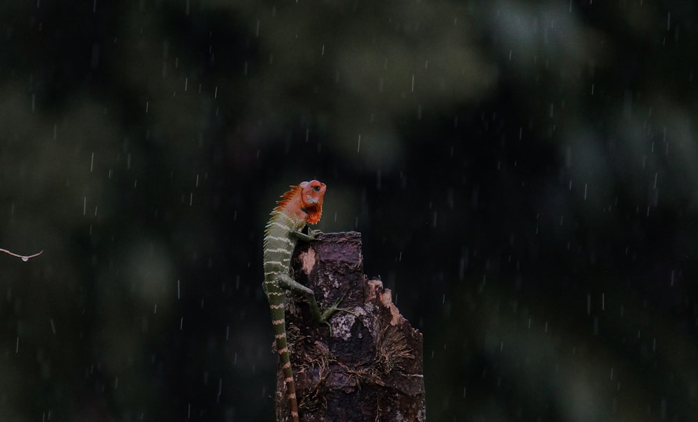 a lizard on a tree stump