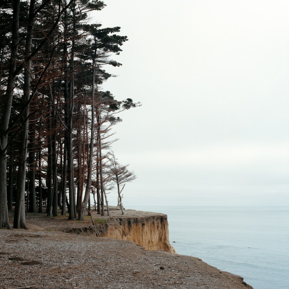 a group of trees next to a body of water