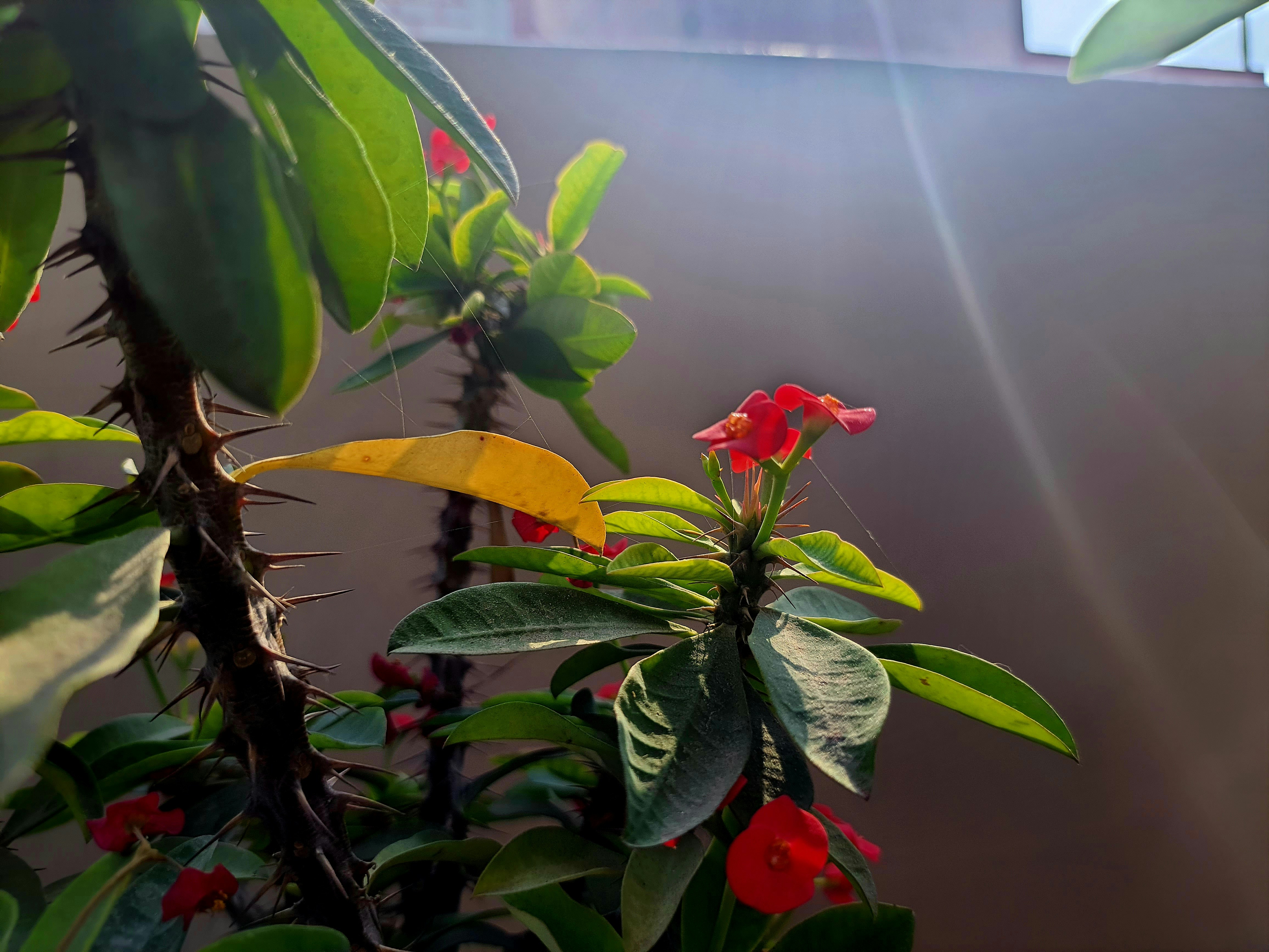 a plant with flowers