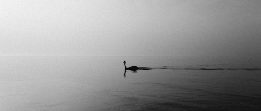 a duck swimming in the water