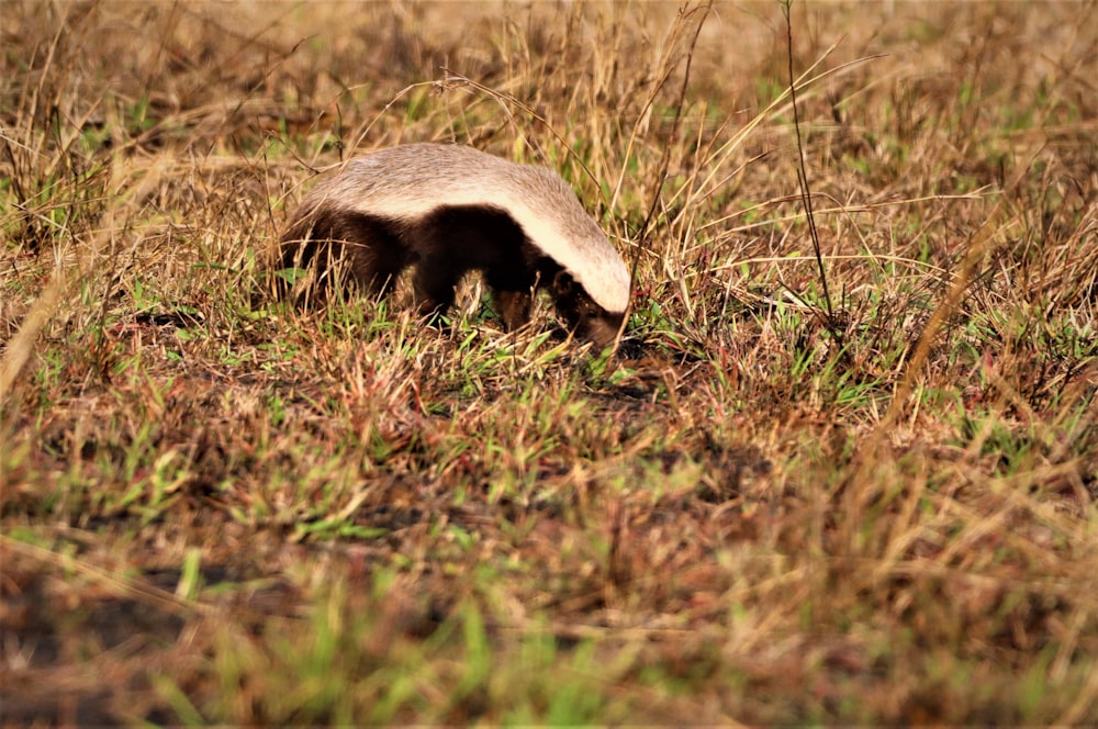 a small animal in a field