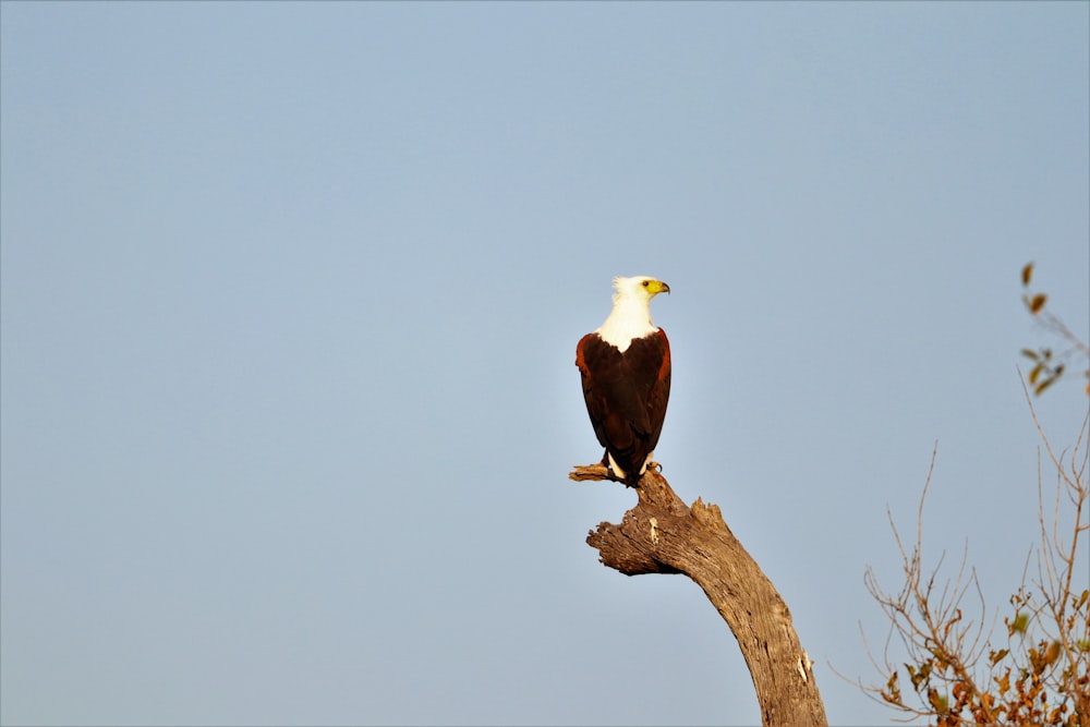 a bird on a branch