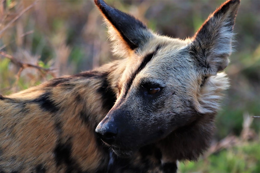 a close up of a deer