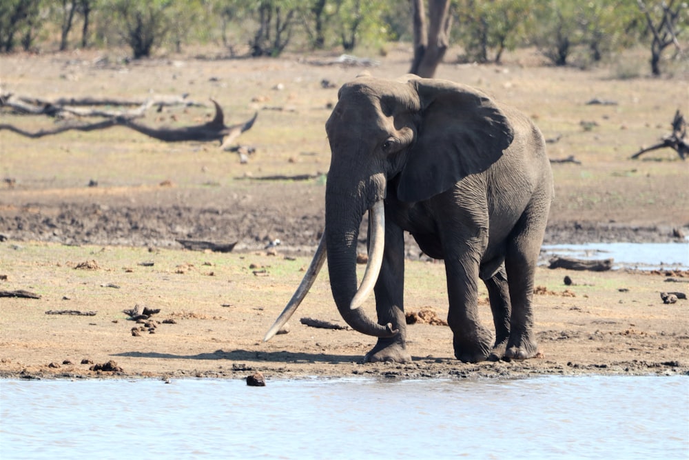an elephant walks across a river