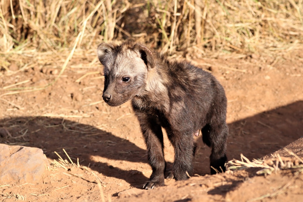 a small animal standing on dirt