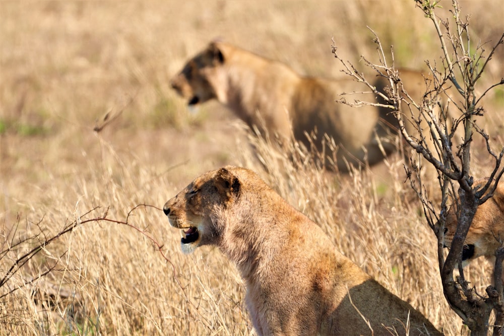 a couple of lions in a grassland