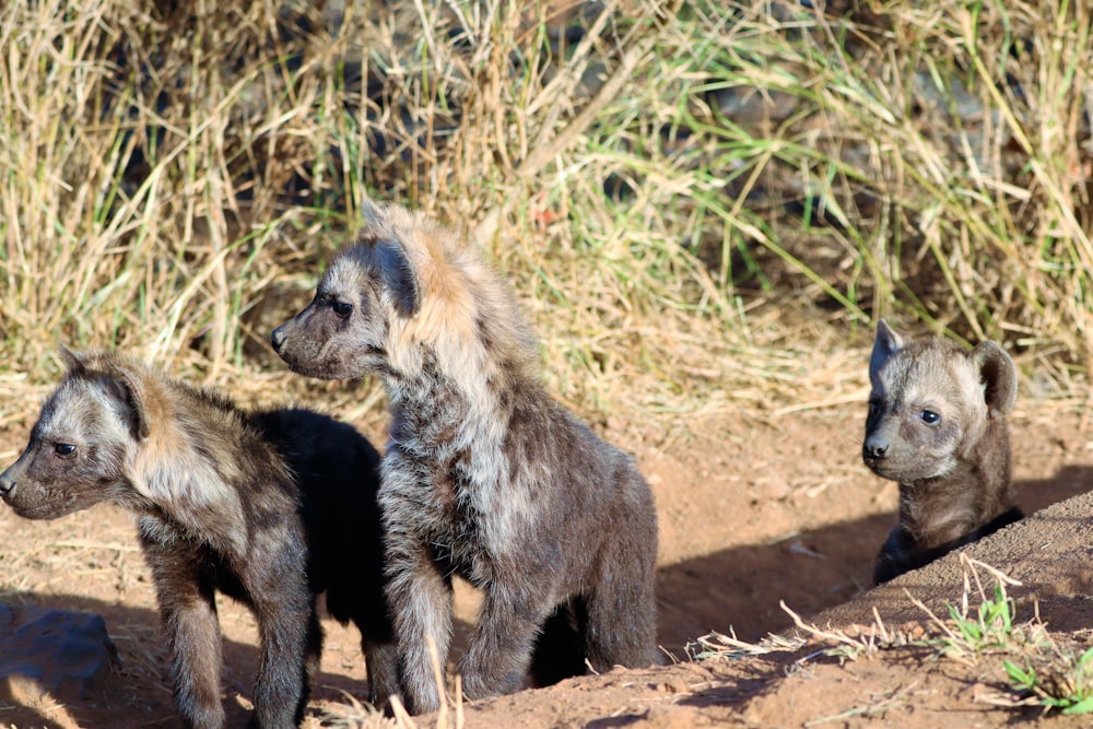 a group of animals