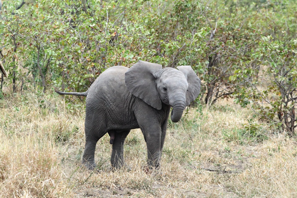 an elephant in a grassland