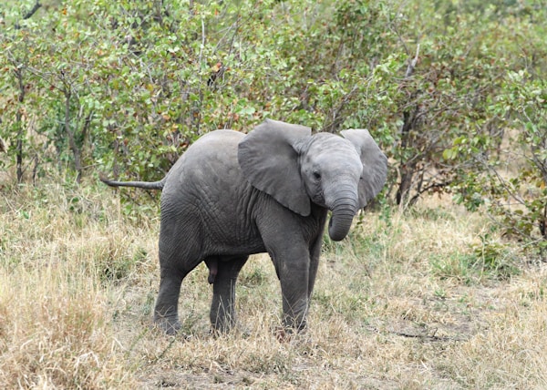 an elephant in a grassland