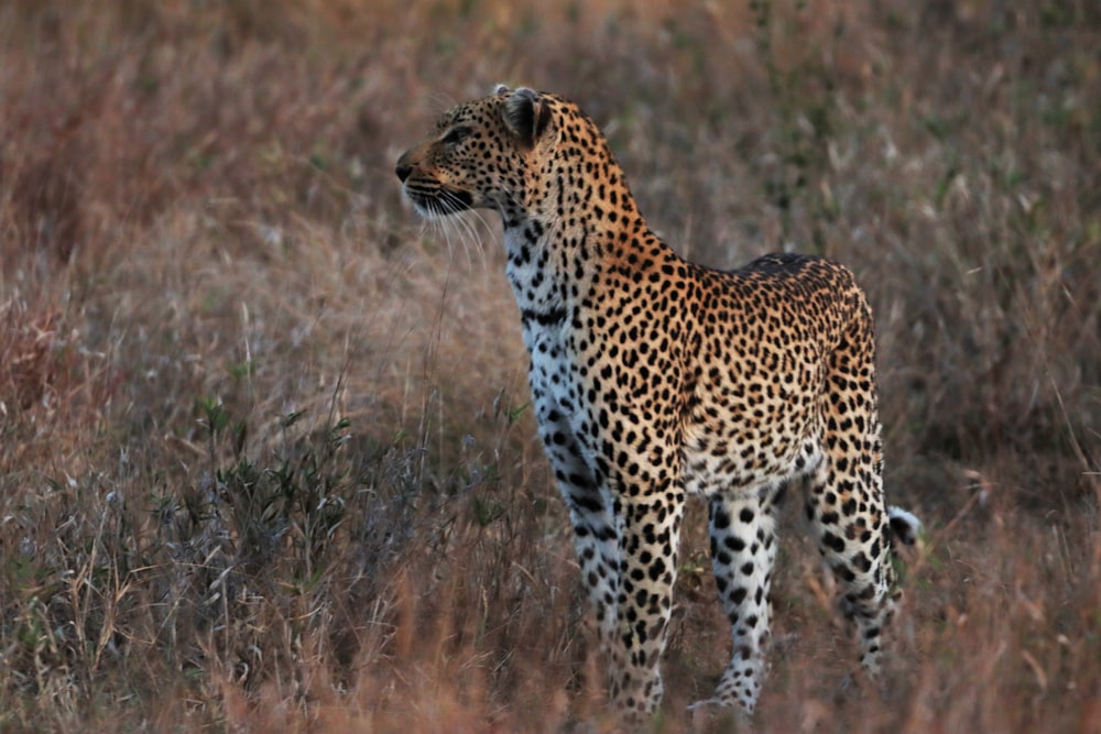 a cheetah in a field
