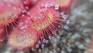 A close-up image of a sundew plant, showcasing its vibrant red, spiky tentacles covered with glistening dew drops. The background is blurred, highlighting the detailed texture and brightness of the plant's surface.