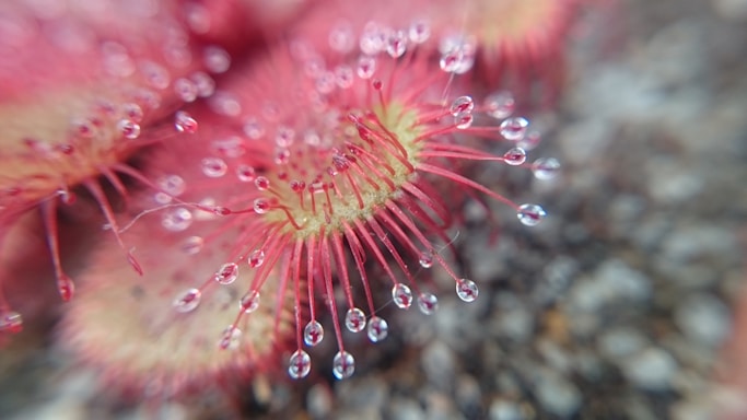 A close-up image of a sundew plant, showcasing its vibrant red, spiky tentacles covered with glistening dew drops. The background is blurred, highlighting the detailed texture and brightness of the plant's surface.