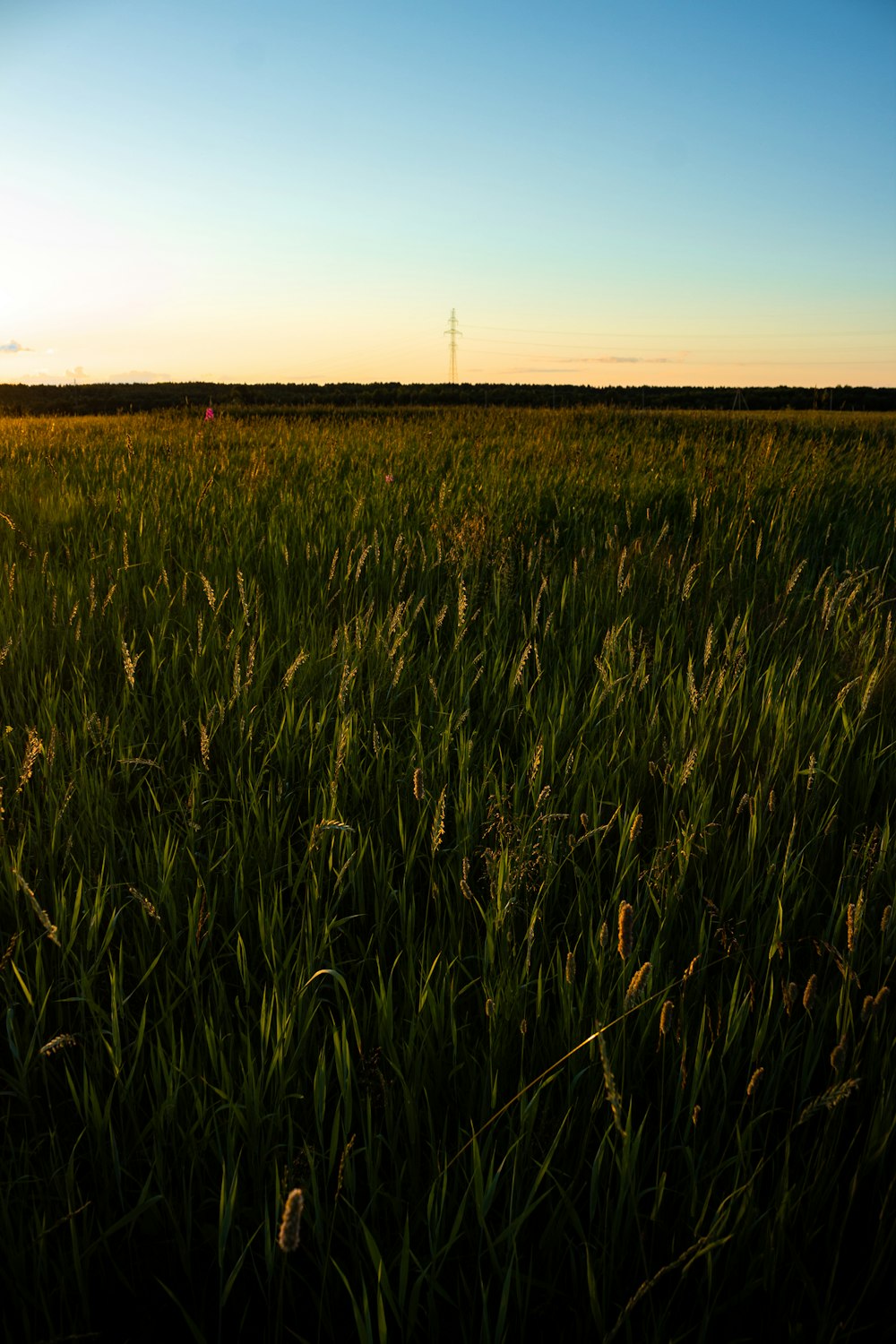 a field of grass