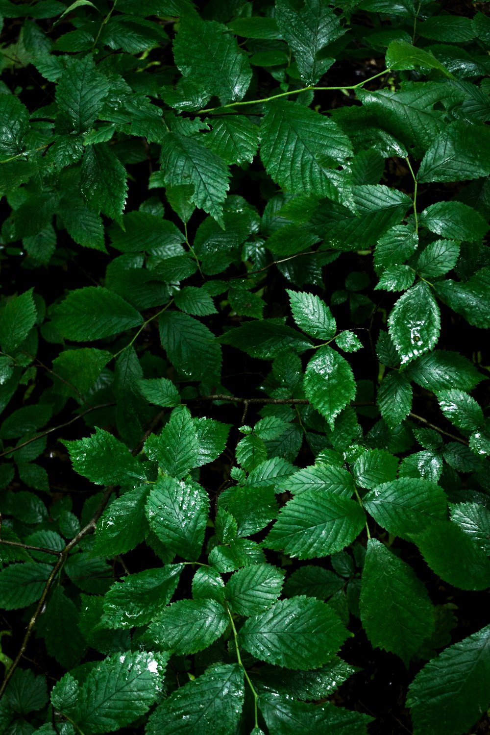 a group of green leaves