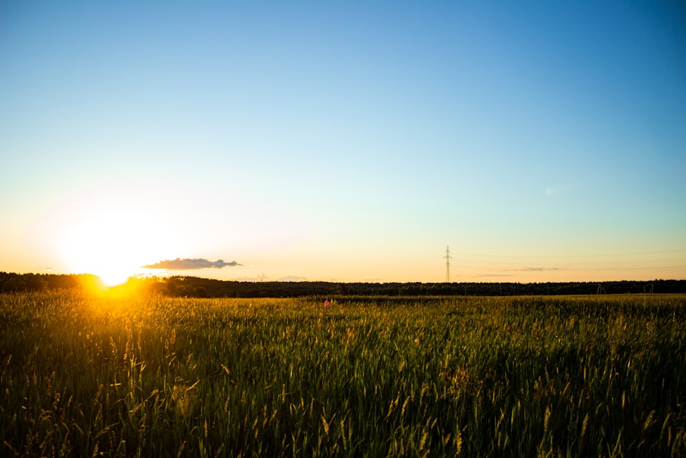 a field of grass with the sun setting in the background