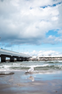 a bird flying over a body of water