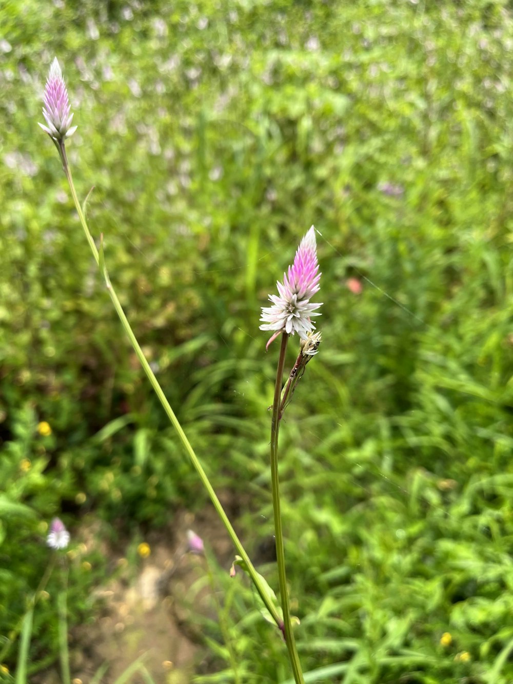 a close-up of a flower