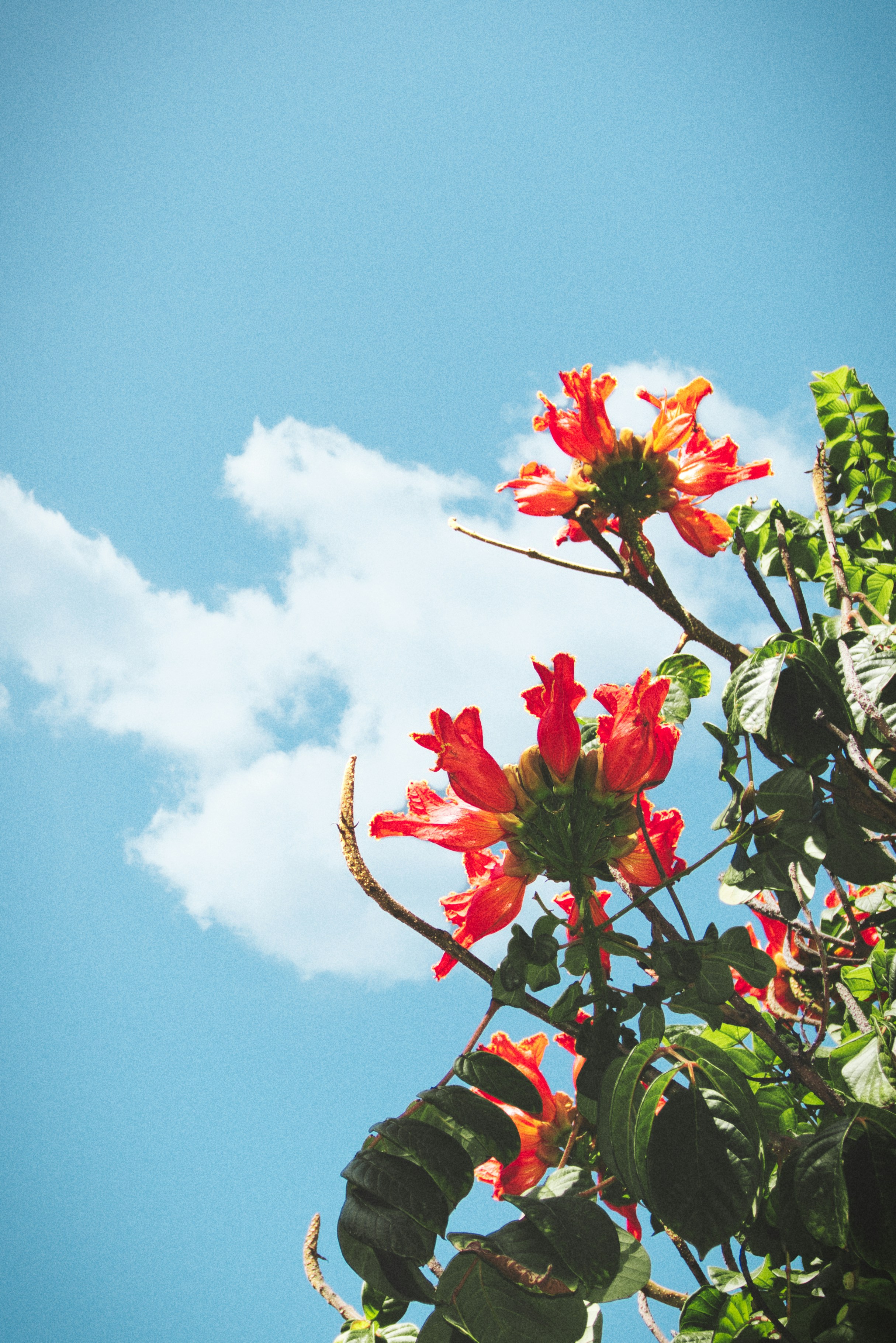 a close-up of some flowers