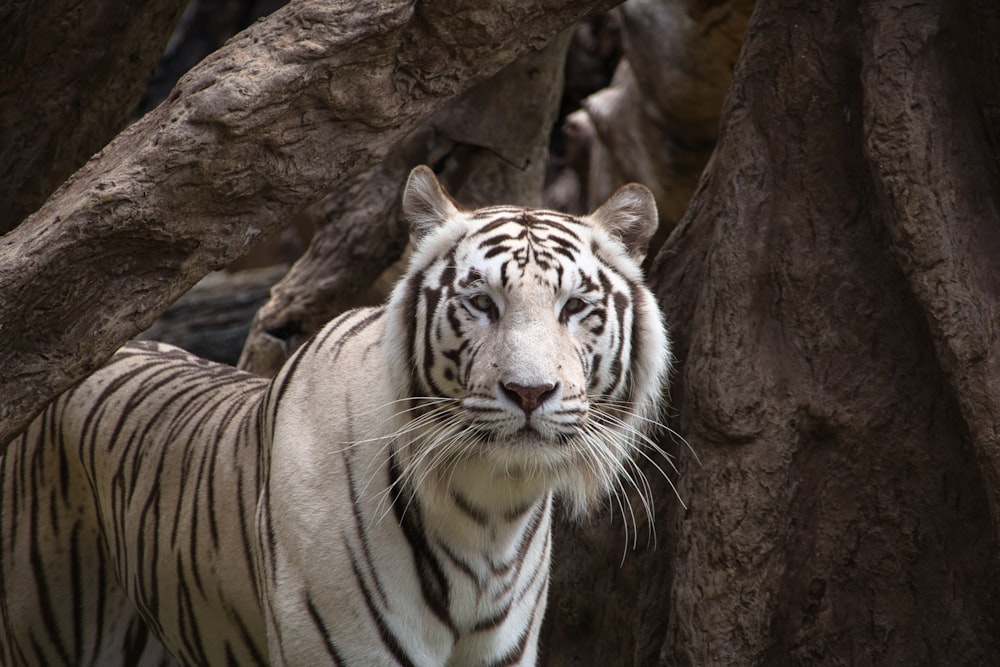 a white tiger lying down