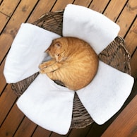 Charlie curled up in a cozy basket, looking peaceful after a big meal.