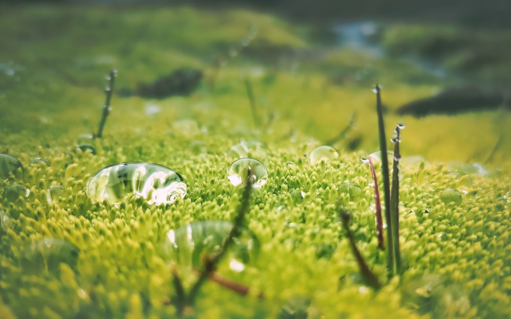 a group of small white objects on grass