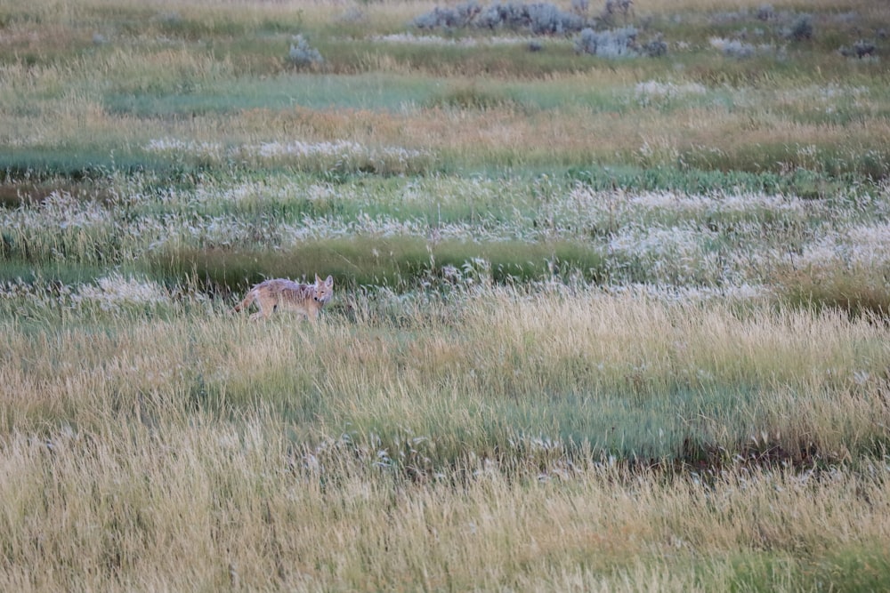 a deer in a field