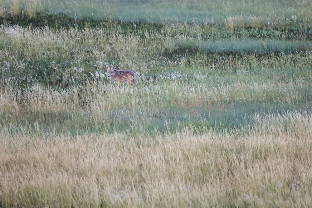 a deer in a field