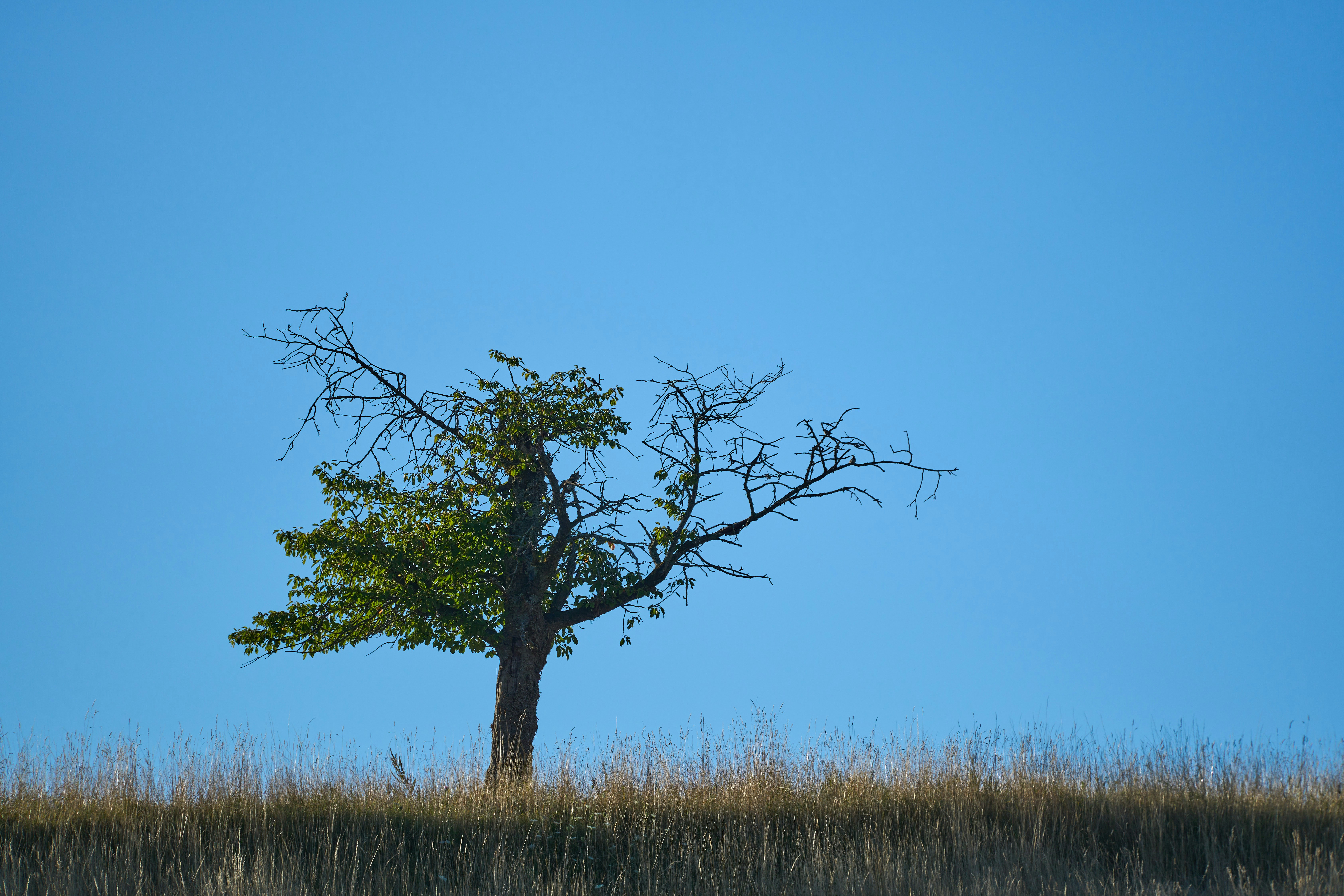 Photo by wolfgang_hasselmann