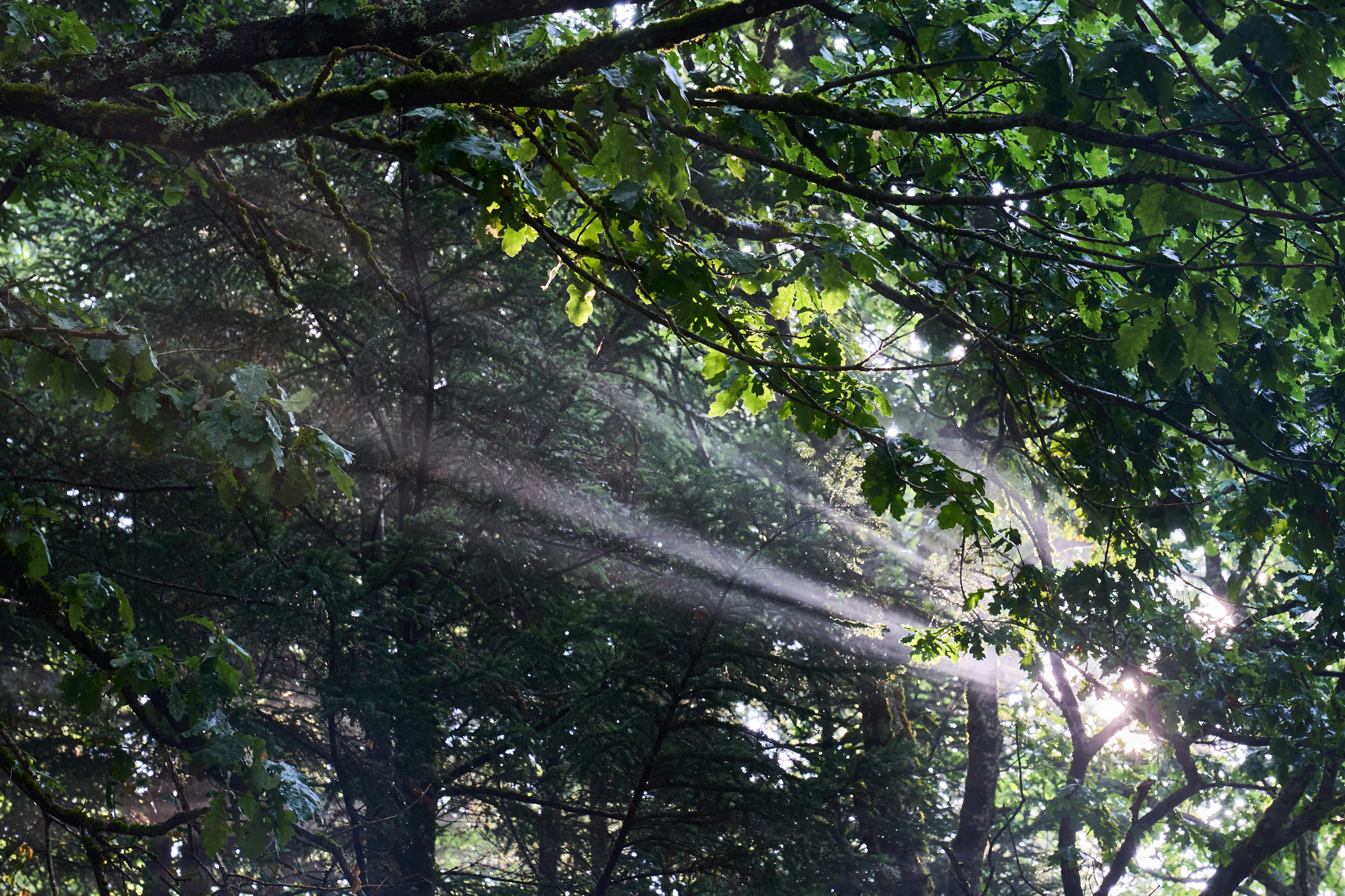 Photo by wolfgang_hasselmann